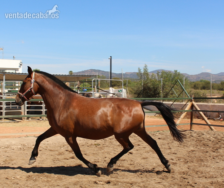 Pretty pregnant licensed PRE mare  - PRE