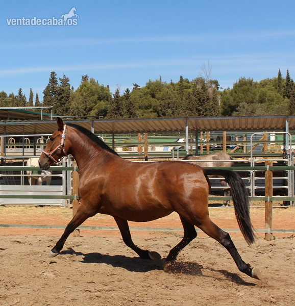 Pretty pregnant licensed PRE mare  - Caballos Pura Raza Española (P.R.E.)
