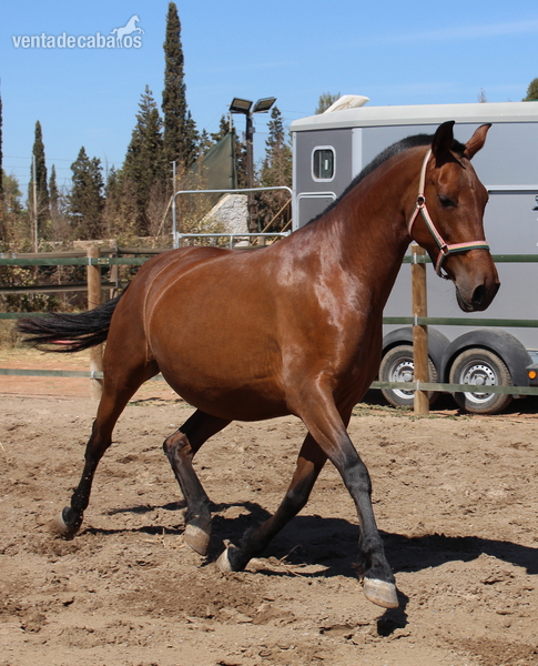 Pretty pregnant licensed PRE mare 