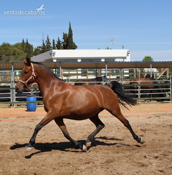  ﻿Pretty pregnant licensed PRE mare 