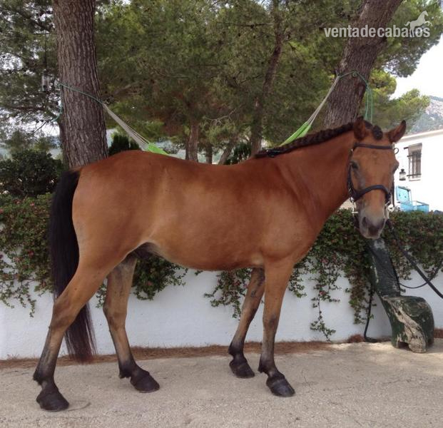 Vendo gotlandsruss auténtico económico  in 