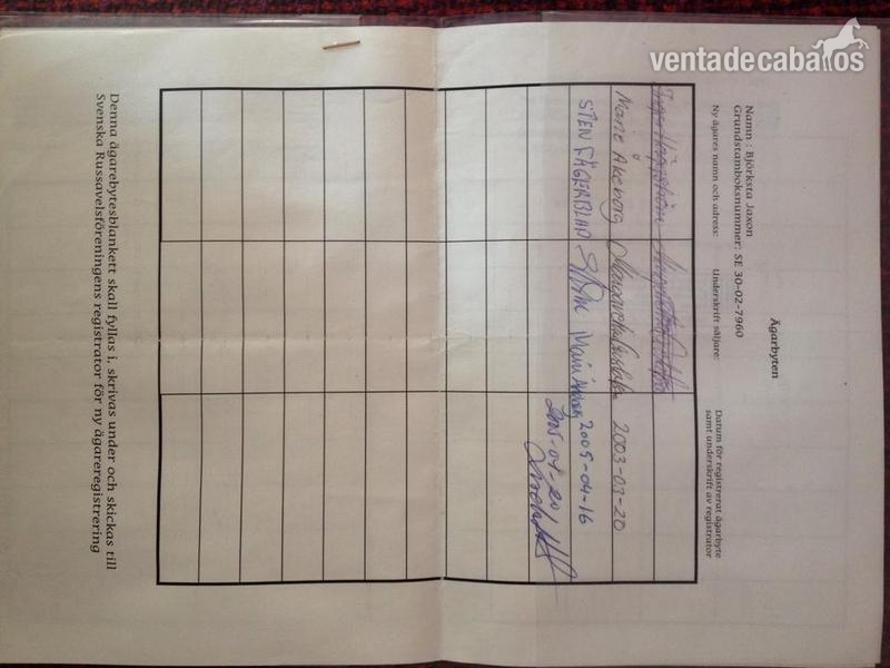 Caballos Capados Gotland - Vendo gotlandsruss auténtico económico 