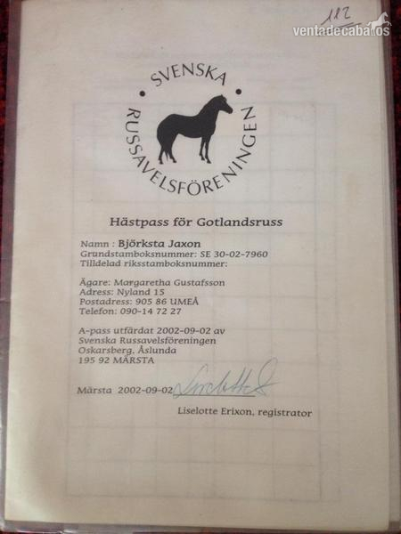 Vendo gotlandsruss auténtico económico  - Caballos Capados Gotland