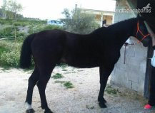 jaca anglo arabe in 