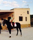 Caballos Árabes Anglo-árabe - jaca anglo arabe