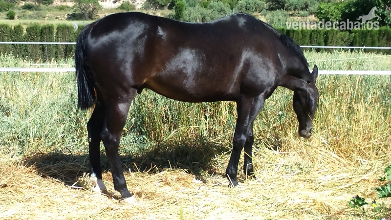 jaca anglo arabe - Caballos Árabes Anglo-árabe