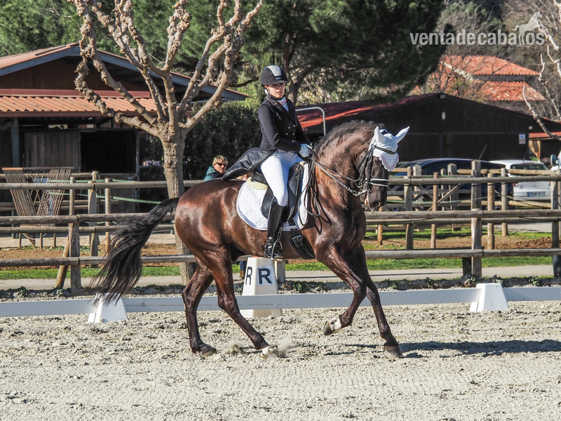 CABALLO EN VENTA in 