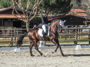 CABALLO EN VENTA