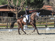 CABALLO EN VENTA