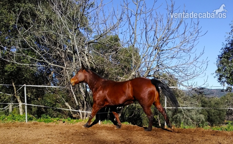 Yegua Cuarto Milla Quarter Horse in 