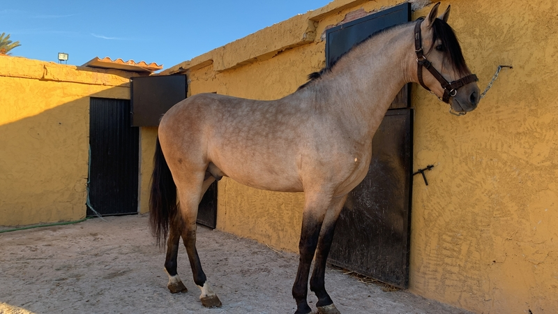 Venta de semental bayo in 
