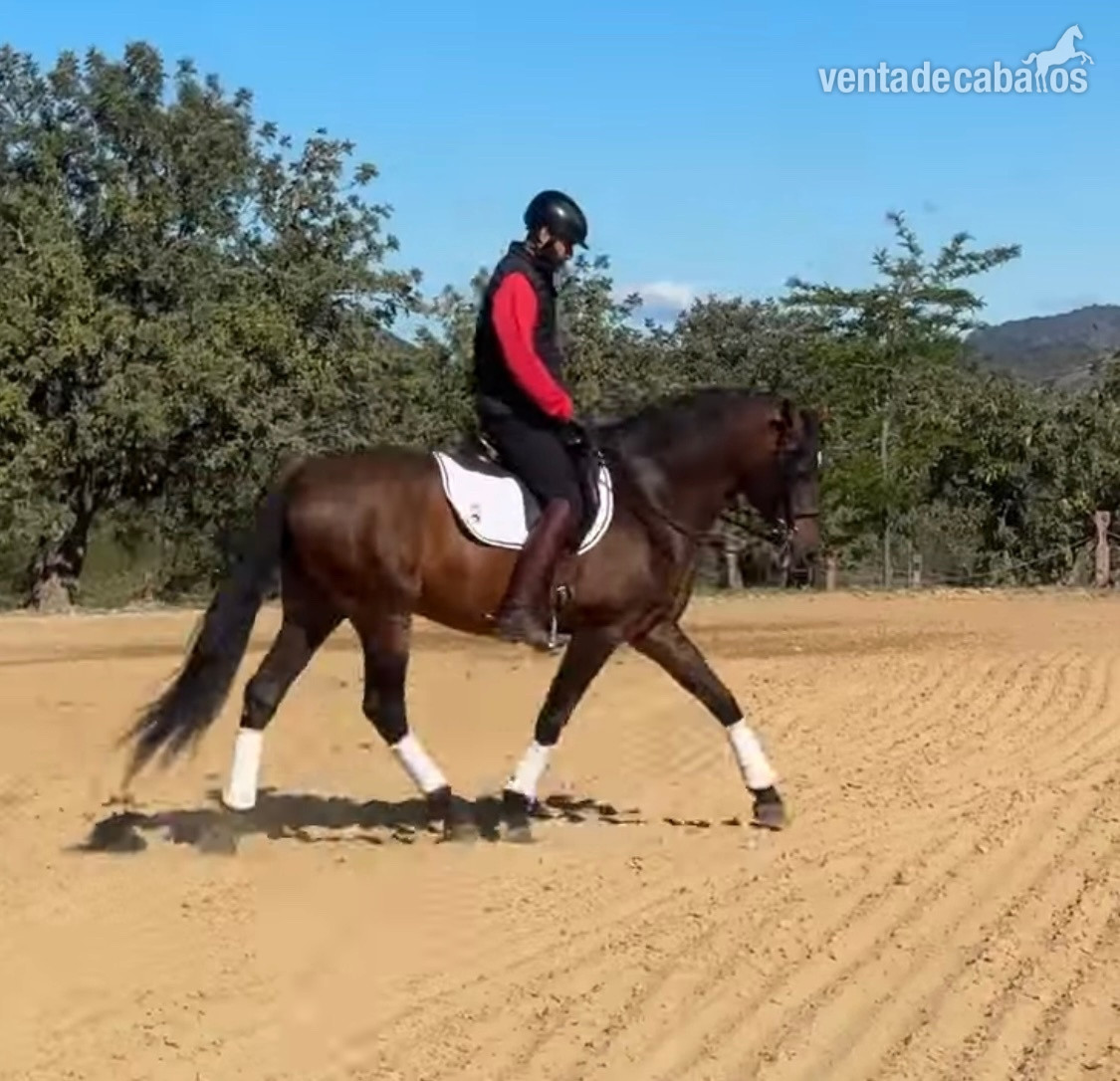 Caballo entero PRE castaño  in 