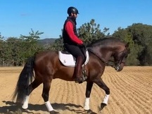 Caballo entero PRE castaño
