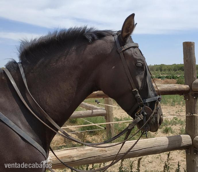 Se vende potra cruzada montada in 