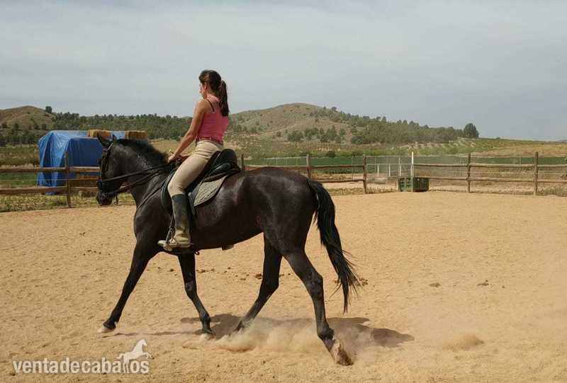 Se vende potra cruzada montada - Potras Cruzada