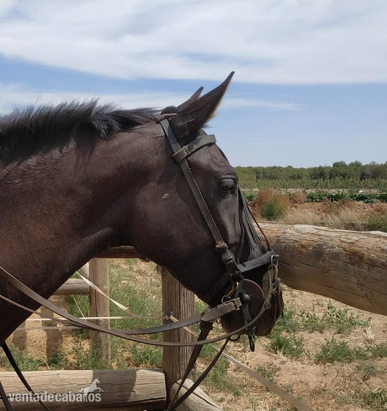 Se vende potra cruzada montada - Cruzada