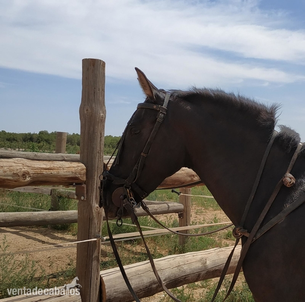 Se vende potra cruzada montada - Potras