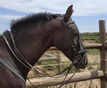 Se vende potra cruzada montada