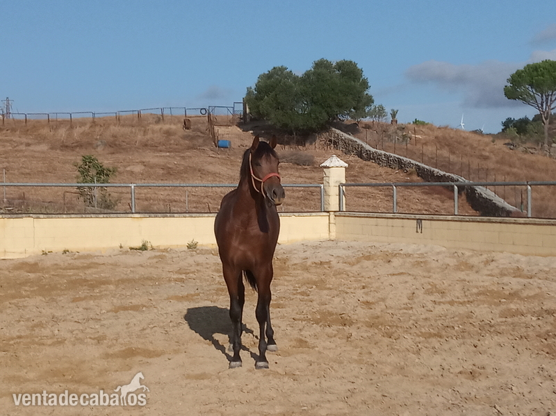 Caballos Pura Raza Española (P.R.E.) Pura raza español - Potro pre castaño 28 meses