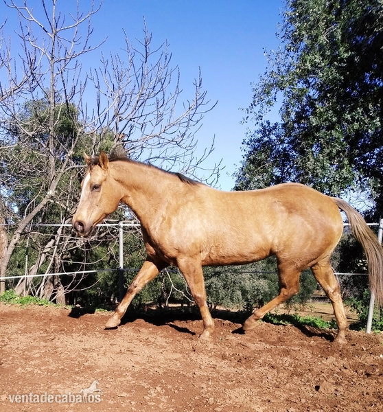 Yegua Cuarto Milla Quarter Horse in 