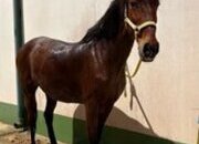 Caballo Lusitano de salto 