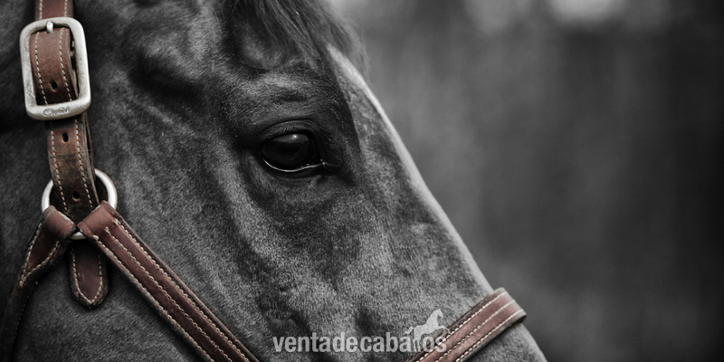 SE BUSCA CABALLO in 