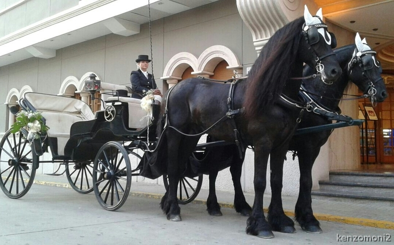 Caballos Enteros Frison - Carruaje para eventos
