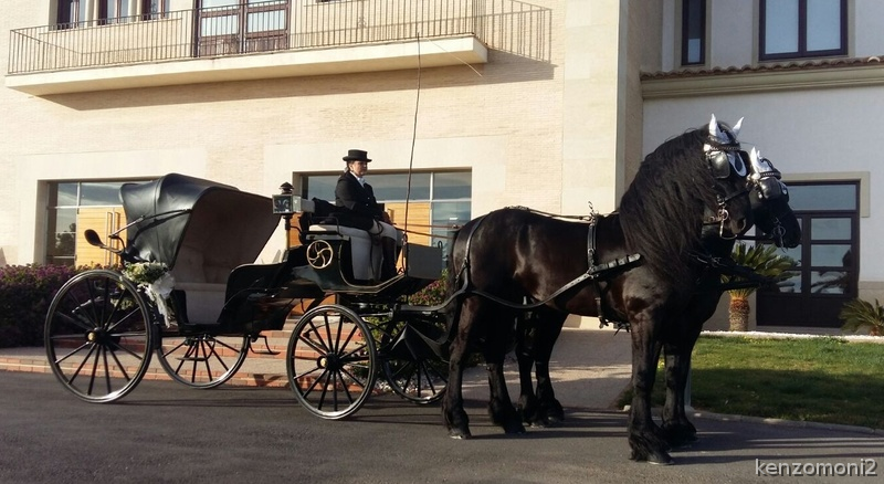 Carruaje para eventos - Caballos Enteros Frison