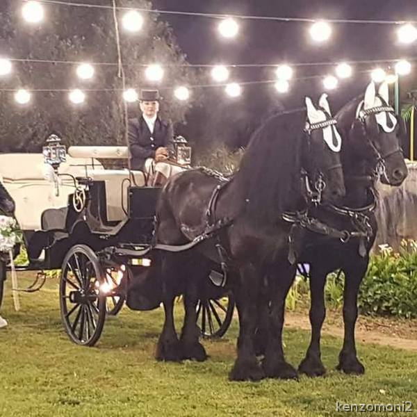 Carruaje para eventos - Caballos Enteros