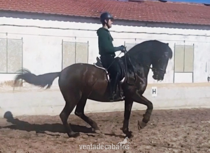 Yegua Pura Raza Española - Caballos Pura Raza Española (P.R.E.) Pura Raza español