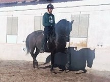 Yegua Pura Raza Española
