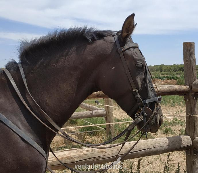 Se vende potra cruzada montada in 