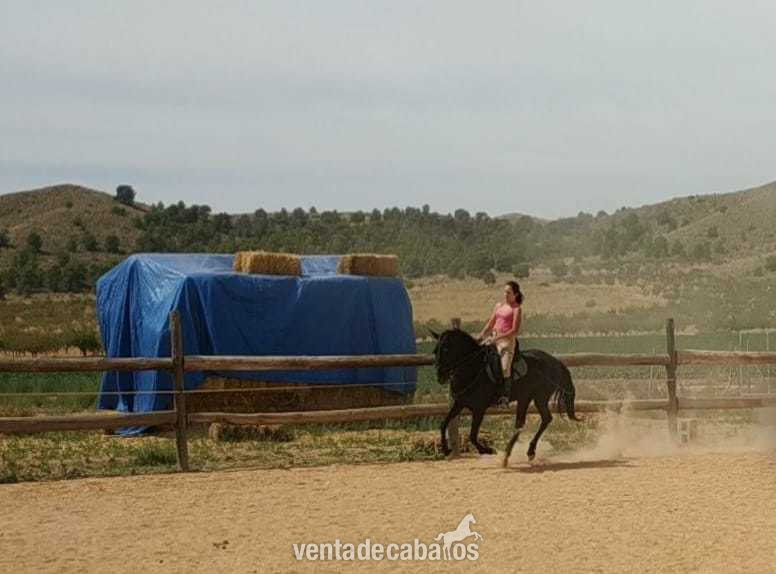 Potras Cruzada - Se vende potra cruzada montada