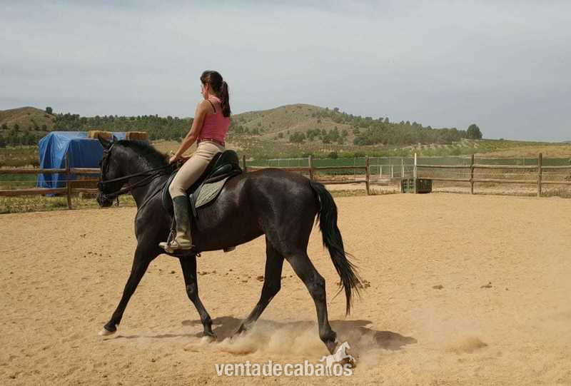 Se vende potra cruzada montada - Potras Cruzada