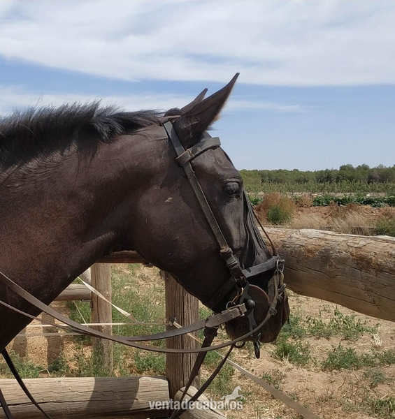 Se vende potra cruzada montada - Cruzada
