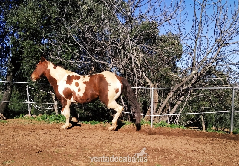 Yegua Paint Horse Cuarto Milla Quarter Horse in 