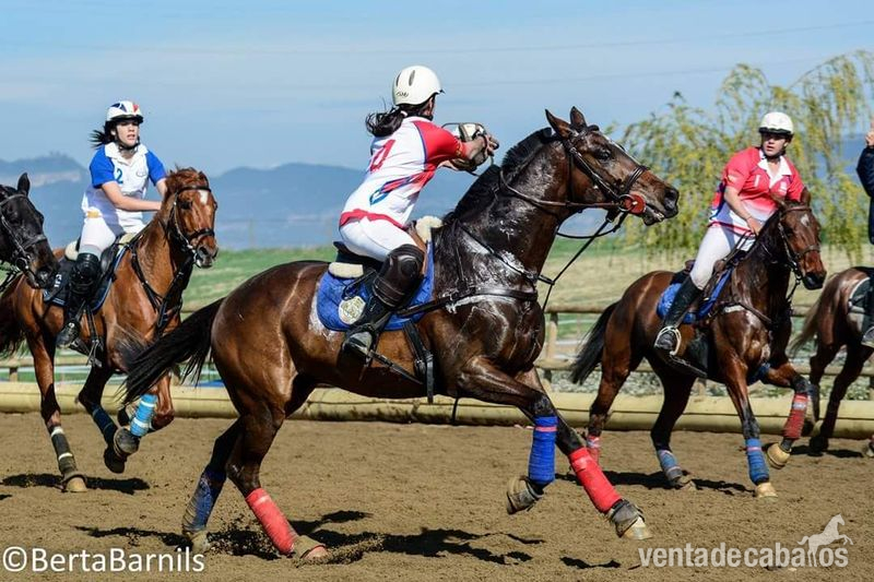 Vendo Caballo Pura Sangre Ingles in 