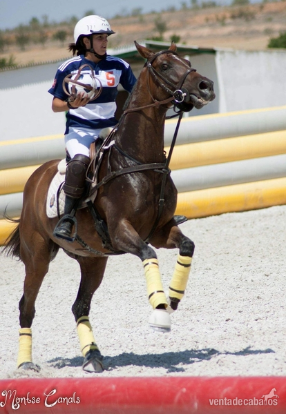Caballos Capados Pura Sangre Inglés - Vendo Caballo Pura Sangre Ingles