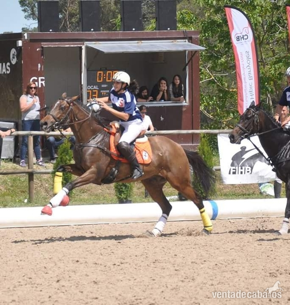 Vendo Caballo Pura Sangre Ingles - Caballos Capados Pura Sangre Inglés