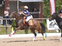 Vendo Caballo Pura Sangre Ingles