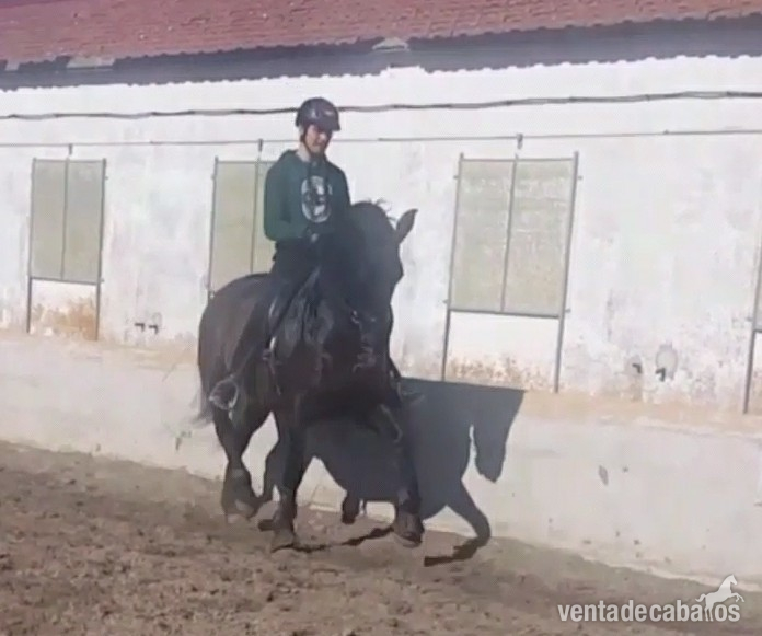 Caballos Pura Raza Española (P.R.E.) Pura Raza español - Yegua Pura Raza Española