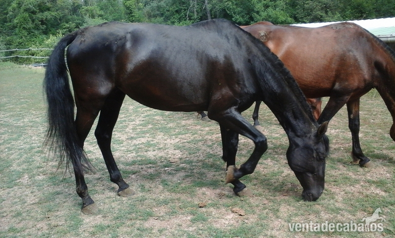 caballos pura raza española - Caballos Pura Raza Española (P.R.E.) Pura Raza Española
