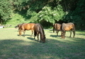 caballos pura raza española