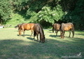 caballos pura raza española in 