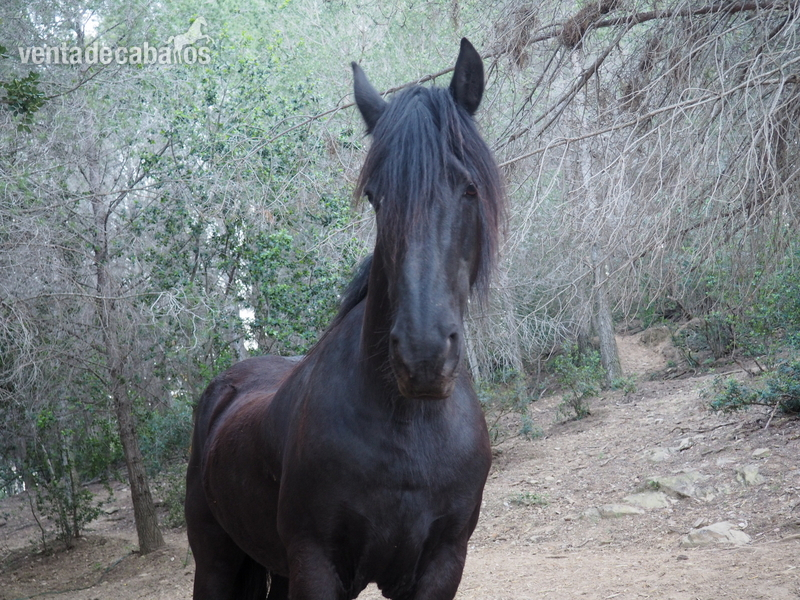 FRISON DE LA CRUZ in 
