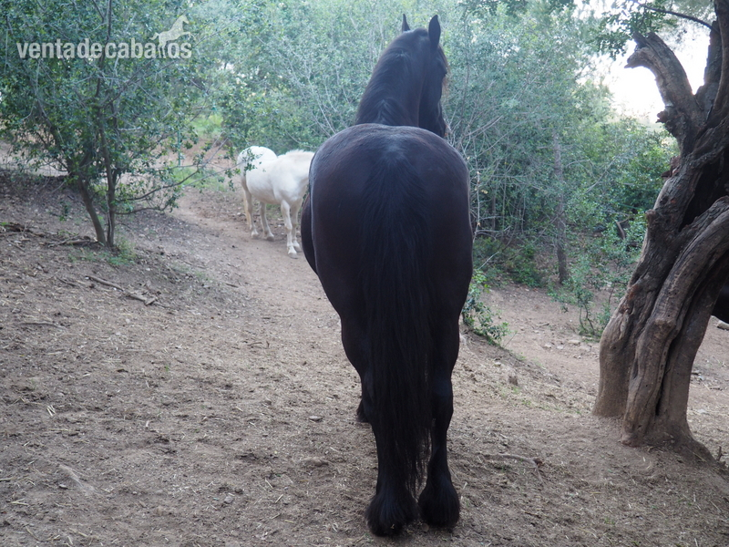 FRISON DE LA CRUZ {TYPE}