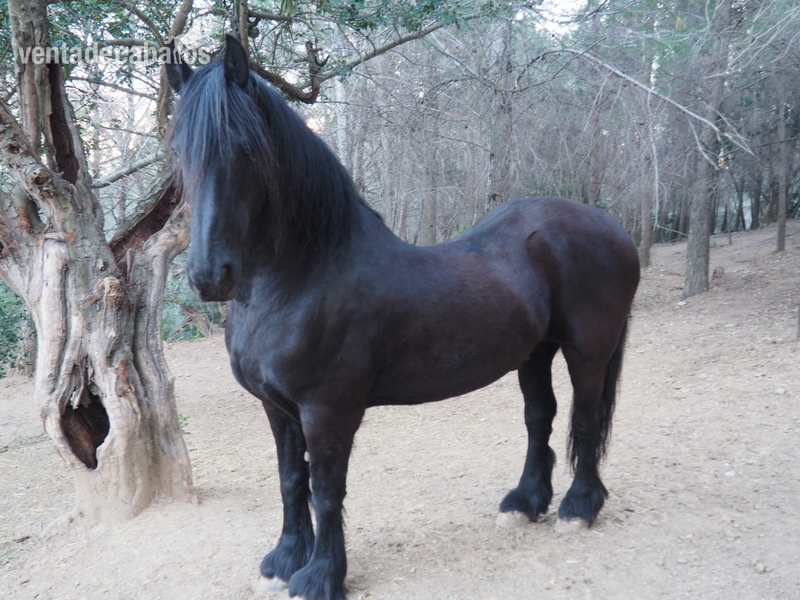 Caballos Capados FRISON DE LA CRUZ - FRISON DE LA CRUZ