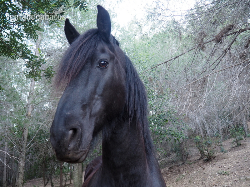 FRISON DE LA CRUZ - Caballos Capados FRISON DE LA CRUZ