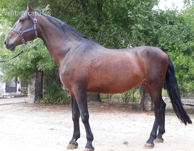 CABALLO PURA RAZA ESPA&Ntilde;OLA in 