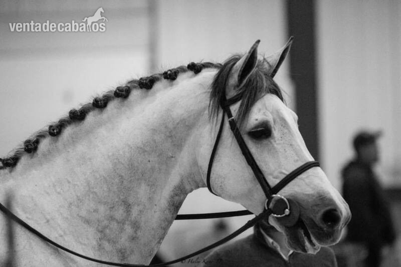 Irish Sport Horse